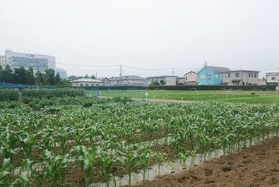 Photo for Japan International Cooperation Agency (JICA) Tsukuba International Center field lab, July 3 - Egypt Today/Aya Samir
