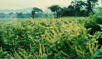 The Phytolacca dodecandra plantation Ethio Agri-CEFT has developed at its ‘Gemadro’ farm, South-East Ethiopia